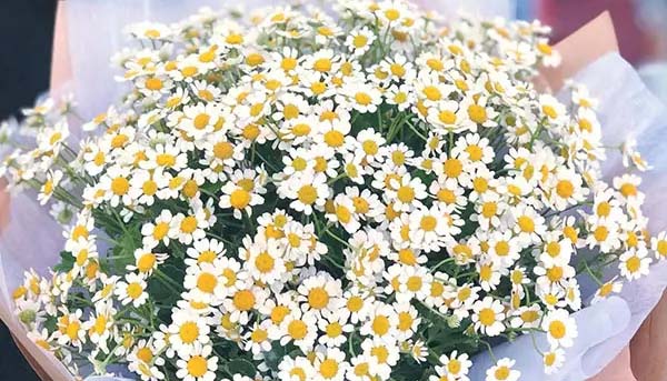  ý nghĩa hoa cúc tana trong tình yêu là gì