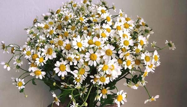 ý nghĩa hoa cúc tana trong tình yêu