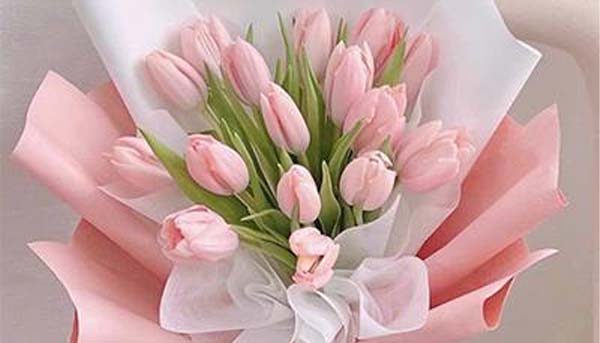 ý nghĩa hoa tulip trong tình yêu theo màu sắc