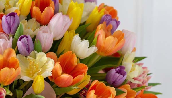 Khám Phá Hoa Tulip - Ý Nghĩa và Sự Tươi Đẹp Của Loài Hoa Này
