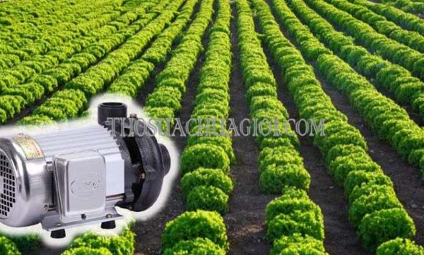 Máy Bơm Có Dùng Được Cho Hệ Thống Tưới Tiêu Tự Động?